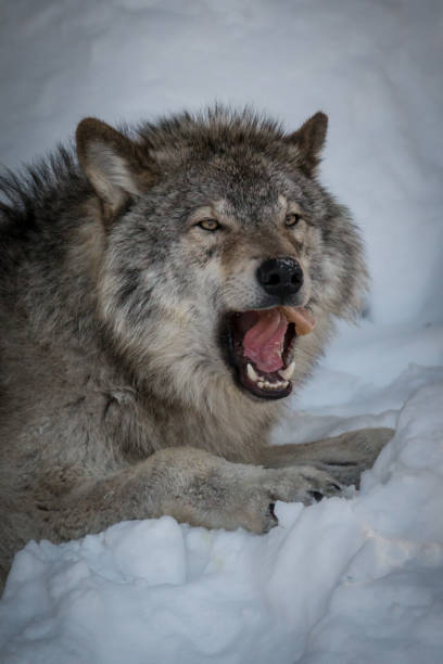 istock Hungry Gray Wolf - Canis Lupus 916298122
