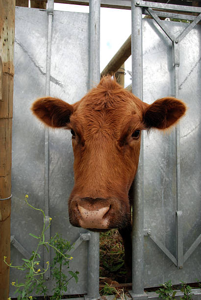 istock Aberdeen Angus Cow in a Clamp 91629897