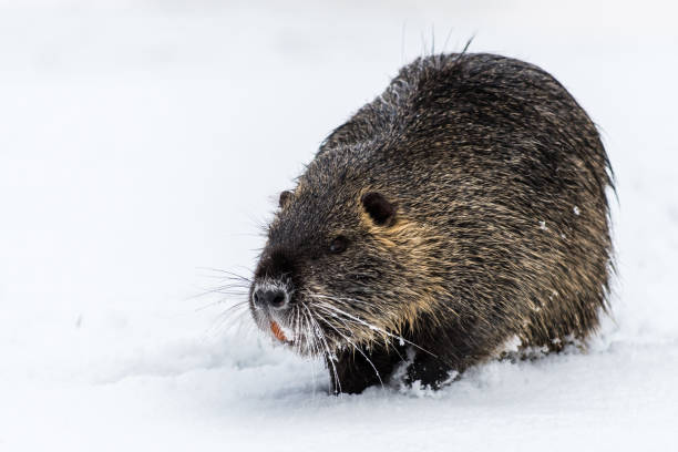 istock Big curious coypu (nutria) on the snow 916300538