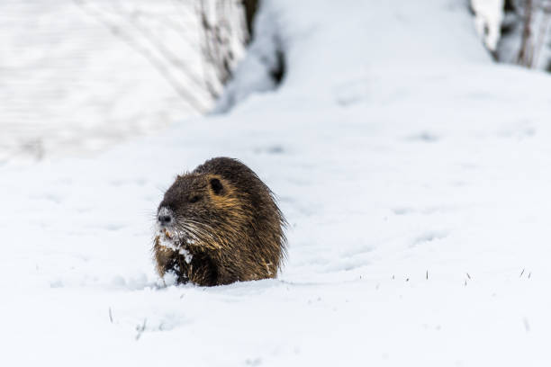 istock Big curious coypu (nutria) on the snow 916300558