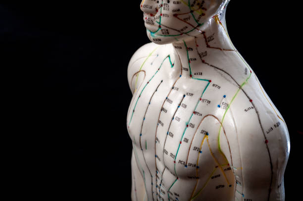 Closeup on acupuncture male model with copyspace on black background Alternative medicine and east asian healing methods concept with acupuncture dummy model with copy space. Acupuncture is the practice of inserting needles in the subcutaneous tissue, skin and muscles pressure point photos stock pictures, royalty-free photos & images