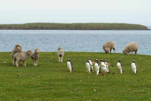 istock Gentoo Penguins passing a group of sheep 916301022