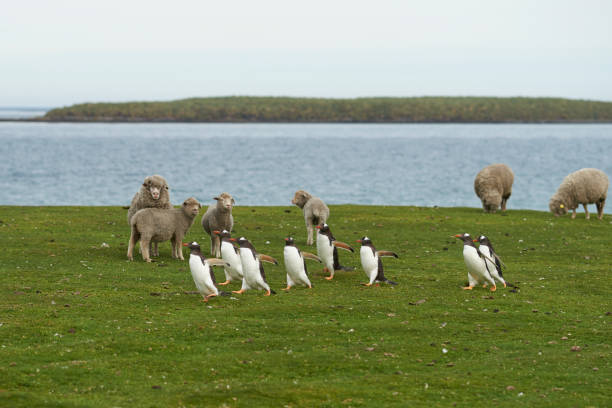istock Gentoo Penguins passing a group of sheep 916301124