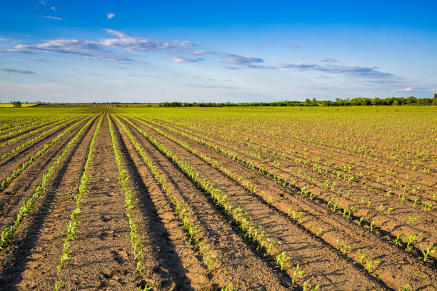 istock Green corn maize field in early stage 916301298