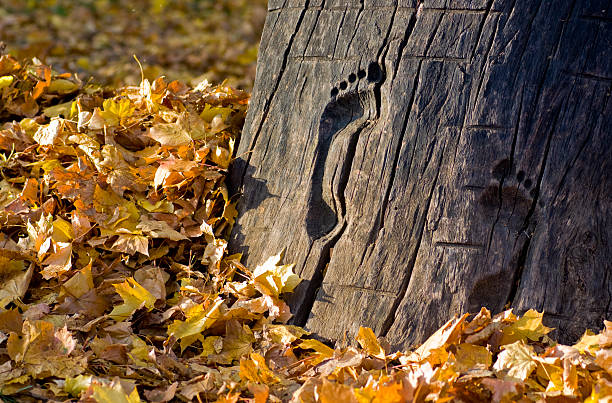Autumn on the forest floor with downed birch tree. Colorful autumn colors in the Berkshire mountains near Pittsfield Massachusetts.