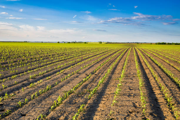 istock Green corn maize field in early stage 916303450