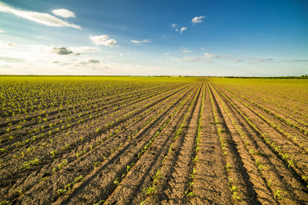 istock Green corn maize field in early stage 916303548