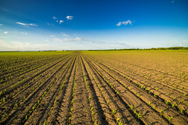istock Green corn maize field in early stage 916303656