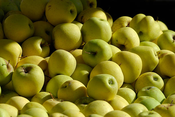 apples stock photo