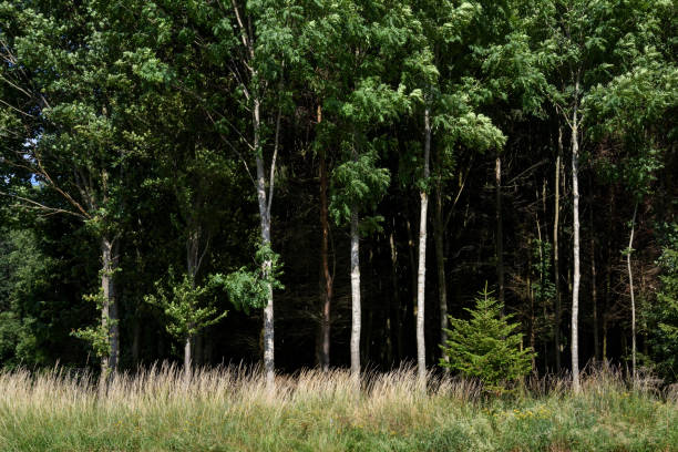 trees at the edge of a forest