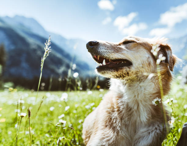 istock dog portrait at mountain 916303820