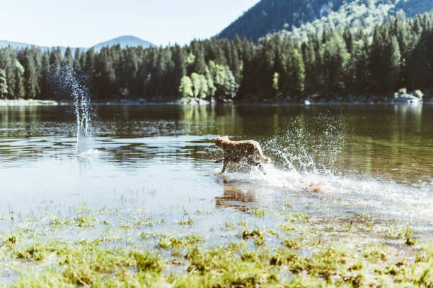 istock dog running on the lake 916303856