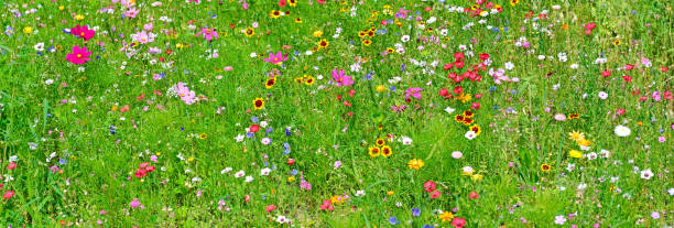 breite vielfalt von wildblumen im hintergrund. - dandelion wildflower field flower stock-fotos und bilder