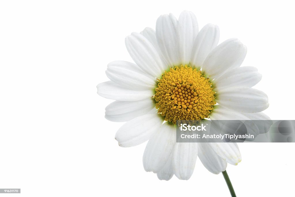 Fleur de camomille - Photo de Arbre en fleurs libre de droits