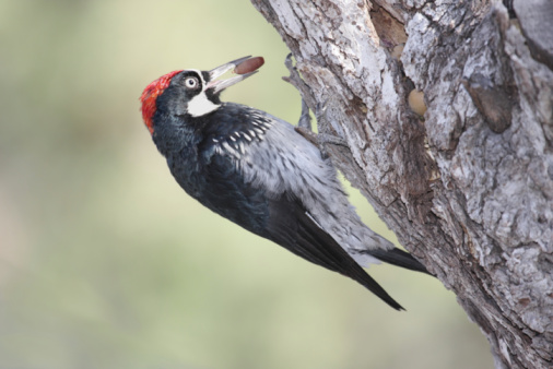 Great Spotted Woodpecker (Dendrocopos major) Germany