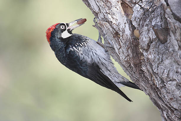 Acorn Woodpecker (Melanerpes formicivorus)  song sparrow stock pictures, royalty-free photos & images