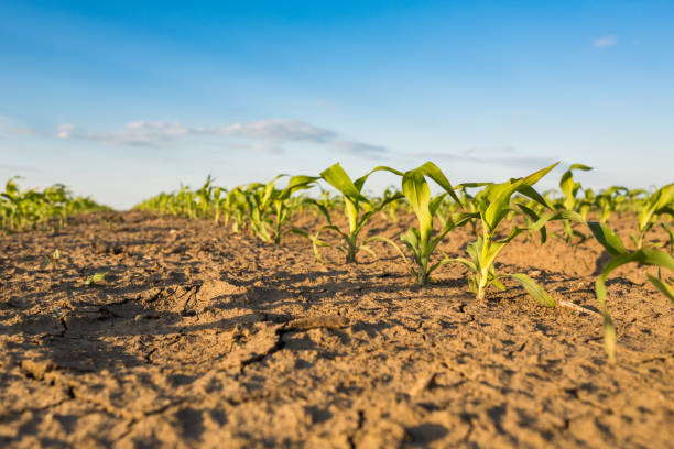 istock Green corn maize field in early stage 916313630