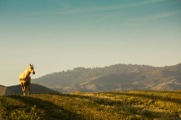 A majestic white horse at dusk on a ranch.
