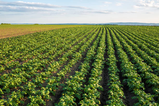 istock Green field of potato crops in a row 916314540