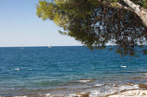 istock Sea view framed by a Tree in Rovigno, Croatia 91631515