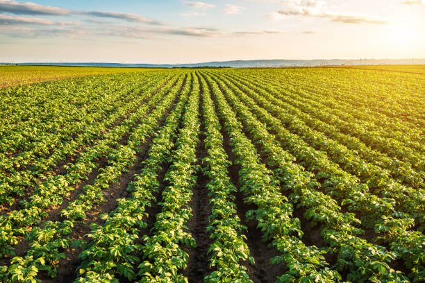 Green field of potato crops in a row Green field of potato crops in a row raw potato stock pictures, royalty-free photos & images
