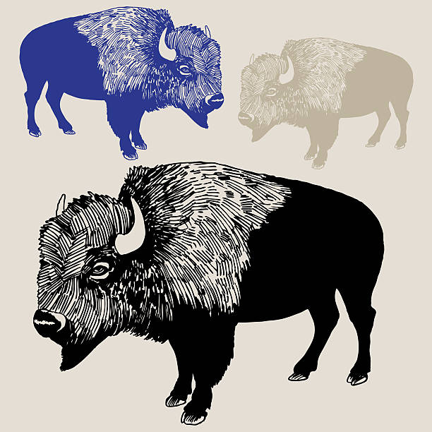 Bison line art. Easy to re-color.