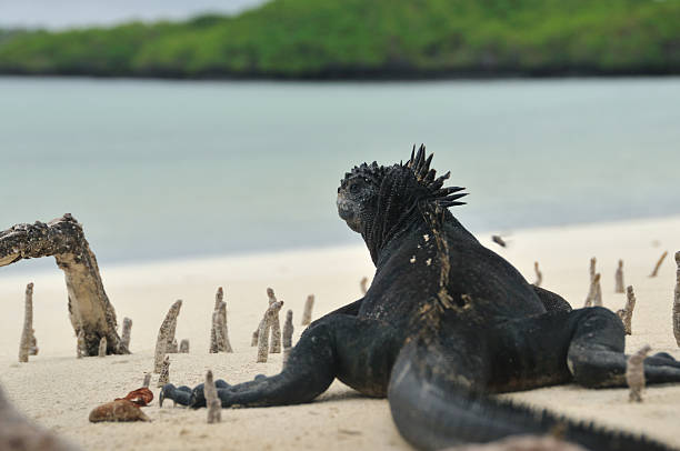 istock Marine iguana on the beach 91631774