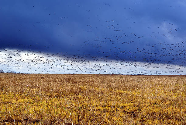 istock Birds in autumn field 91631959