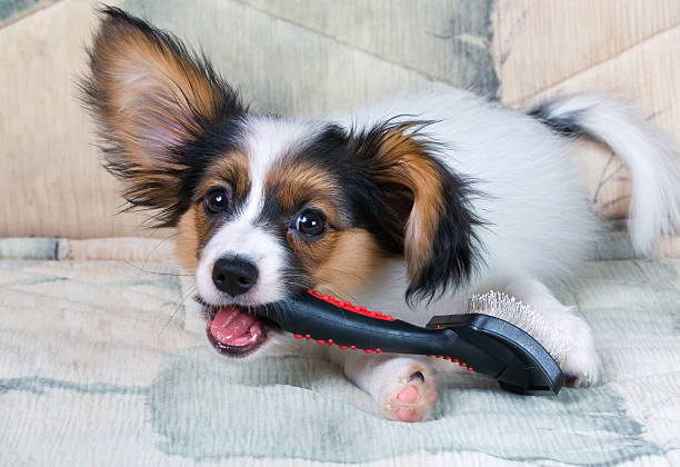 istock Young papillon dog playing with brush on a couch 91631975