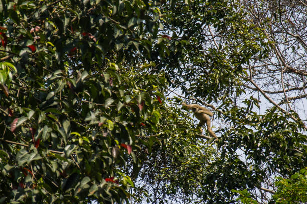 istock Gibbons in the forest , Thailand 916323178