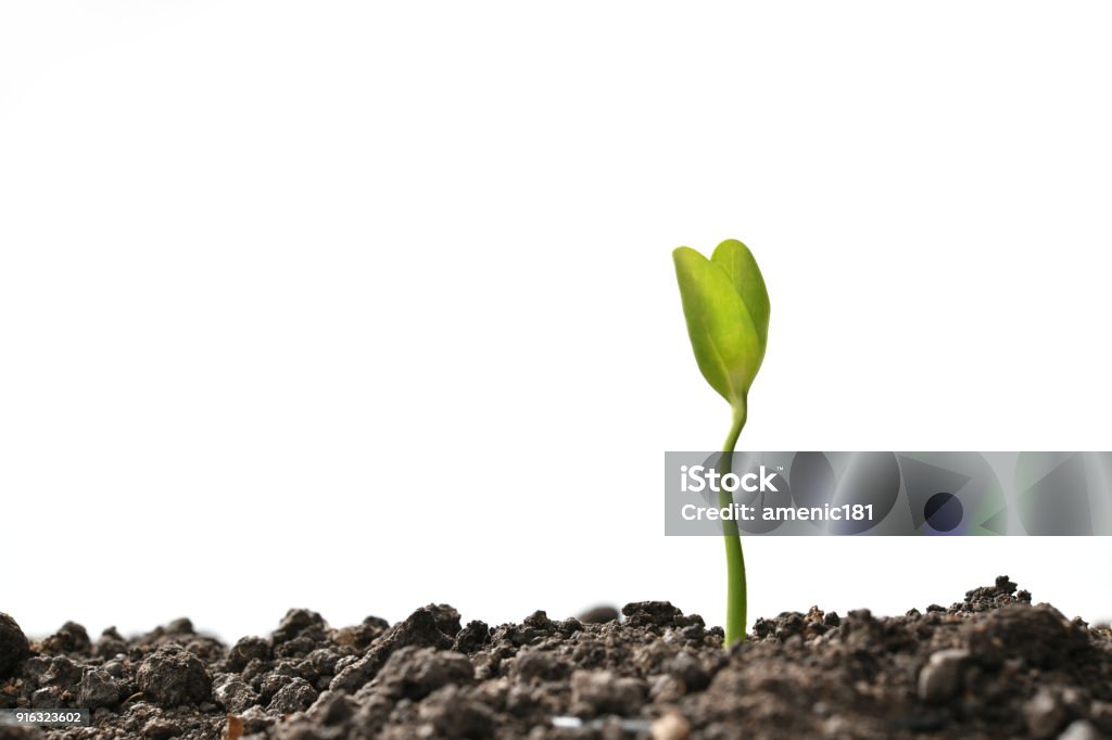 Green sprout growing out from soil isolated on white background Seedling Stock Photo