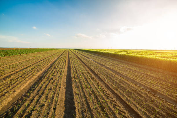 istock Onion field, maturing at spring. Agricultural landscape 916325774