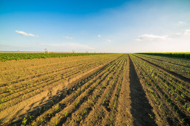istock Onion field, maturing at spring. Agricultural landscape 916325892