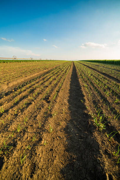 istock Onion field, maturing at spring. Agricultural landscape 916326208