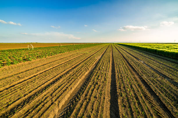 istock Onion field, maturing at spring. Agricultural landscape 916326372