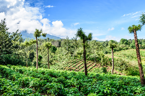 Verdant agricultural farmland in Guatemalan highlands, Central America.