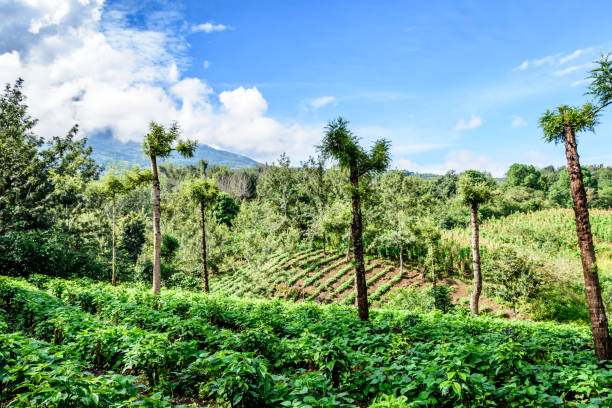Verdant agricultural farmland in Guatemalan highlands Verdant agricultural farmland in Guatemalan highlands, Central America. guatemala landscape stock pictures, royalty-free photos & images