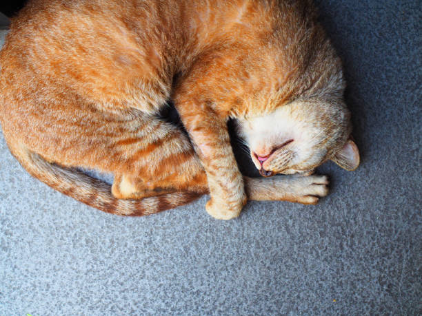 istock Orange stray Thai cat squeeze, lying, sleep on gray floor at the corner, lower space background 916326968