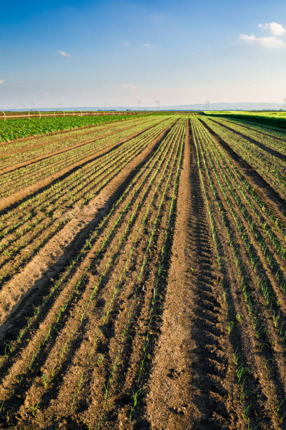 istock Onion field, maturing at spring. Agricultural landscape 916329626