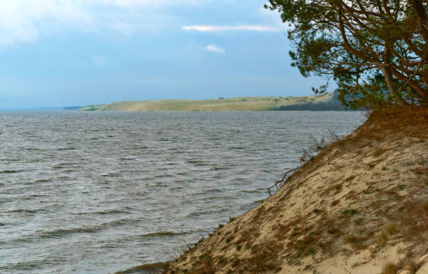 istock the coastline, pine trees on the waterfront, sandy soil and dry grass on the coast 916329746