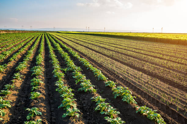 istock Green field of potato crops in a row 916330516