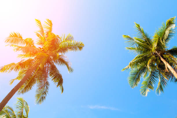 istock Green palm tree crowns on blue sky background. Coco palm toned photo. 916330560