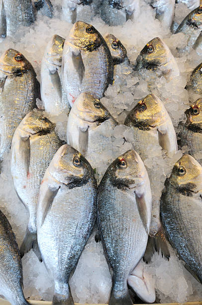 istock Gilt-head Sea Breams 91633116