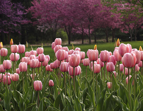 Pink Tulips and Crab Apple Trees stock photo