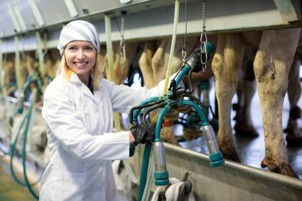 istock Female technician working with milking machines 916333168