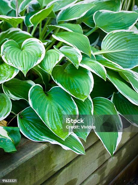 Hosta - Fotografias de stock e mais imagens de Hosta - Hosta, Cor verde, Flora