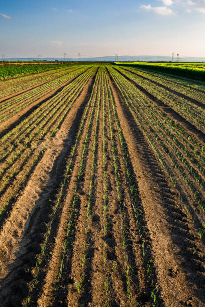 istock Onion field, maturing at spring. Agricultural landscape 916333742