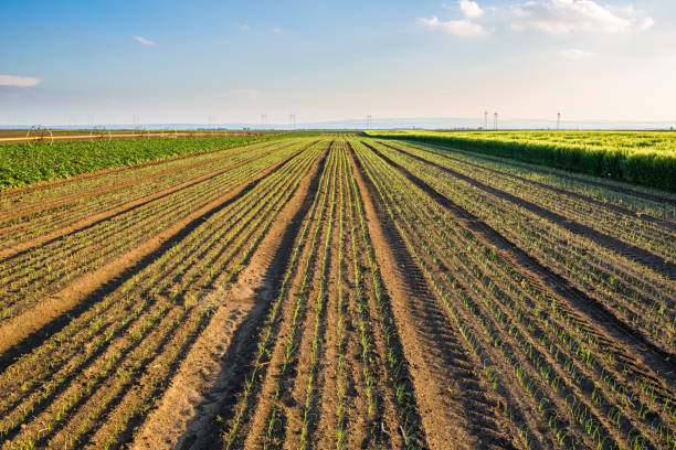 istock Onion field, maturing at spring. Agricultural landscape 916333976