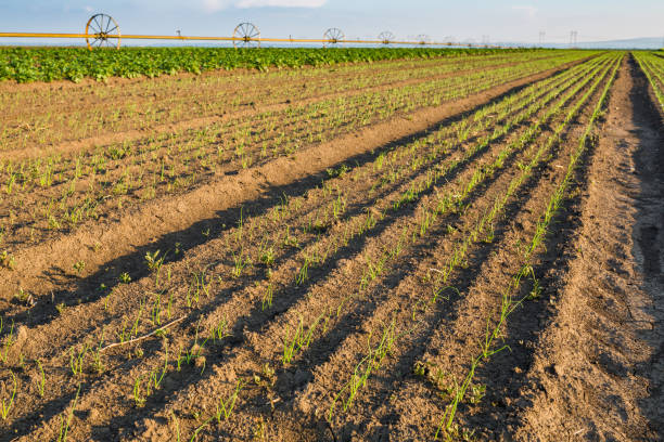 istock Onion field, maturing at spring. Agricultural landscape 916334266