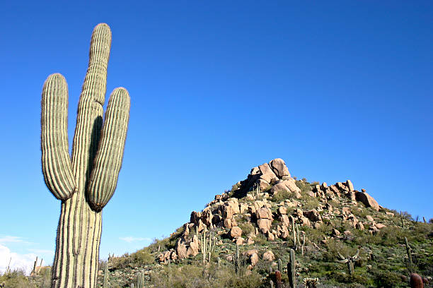 Cactus cielo azul y rocas - foto de stock